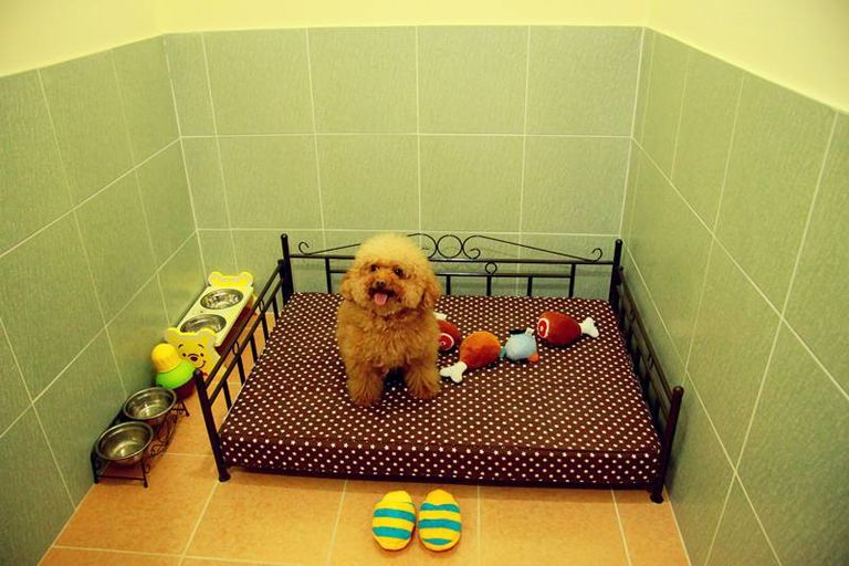 صالون تجميل للحيوانات الأليفة بالصين 