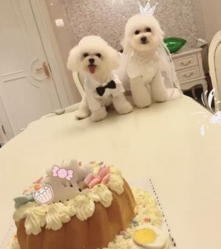 صالون تجميل للحيوانات الأليفة بالصين 