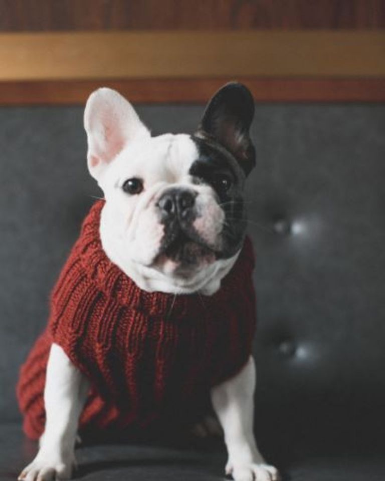 صالون تجميل للحيوانات الأليفة بالصين 