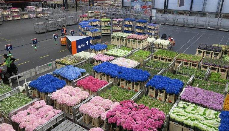 ألف وردة للمرأة اليابانية في عيد الحب 