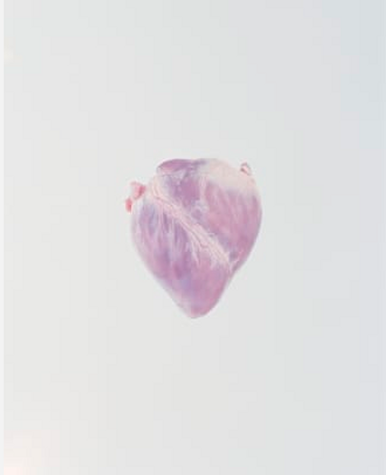 توثيق قلوب الحيوانات بدأ في 2015