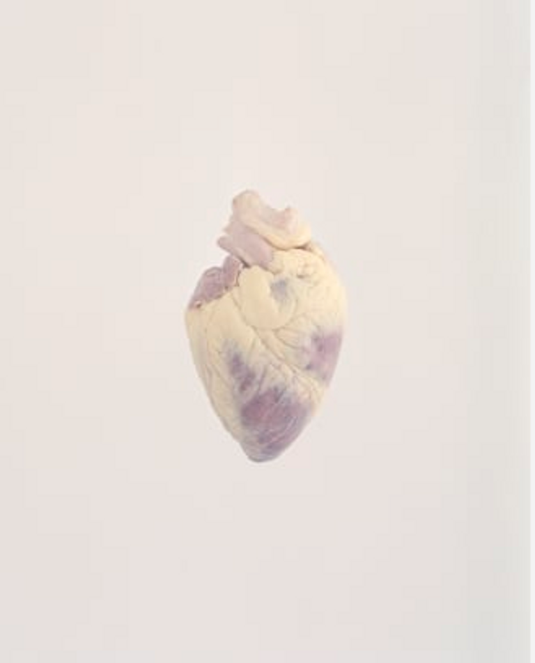 توثيق قلوب الحيوانات بدأ في 2015