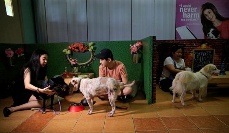 لقاء شاعري مع الكلاب بمناسبة عيد الحب