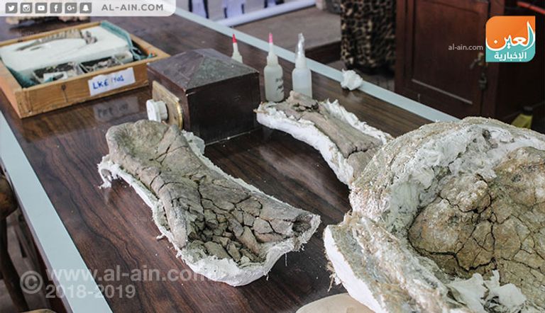 بقايا الديناصور الباحثات في موقع استخراج الديناصور بالواحات