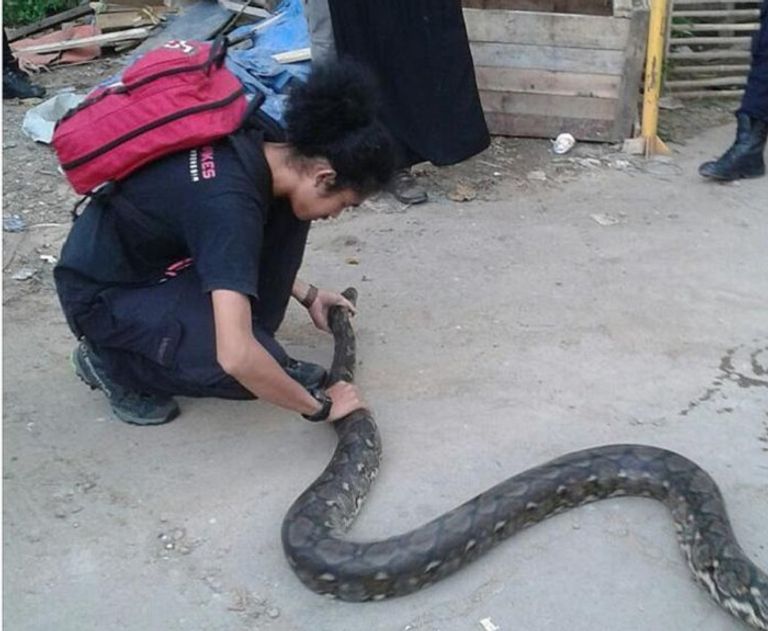 أزمة الثعابين في جاكرتا