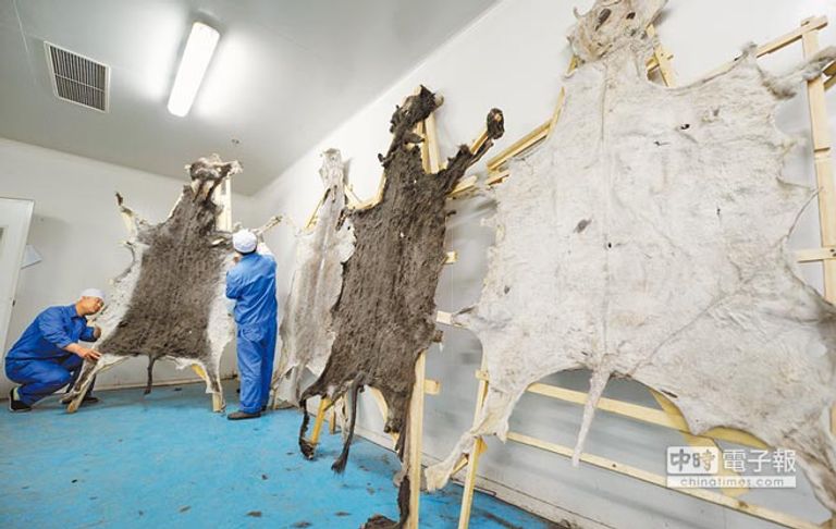 الصين تخطط لتربية الحمير لمواجهة حظر التصدير الأفريقي 