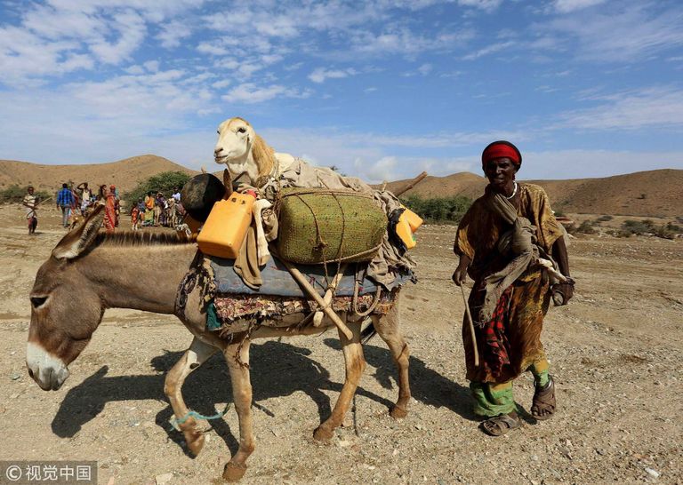 الصين تخطط لتربية الحمير لمواجهة حظر التصدير الأفريقي 