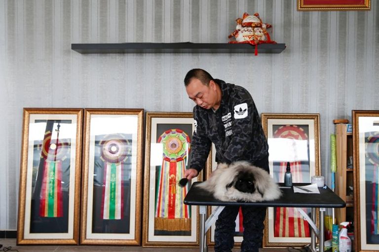 الكلب البكيني الإمبراطوري 