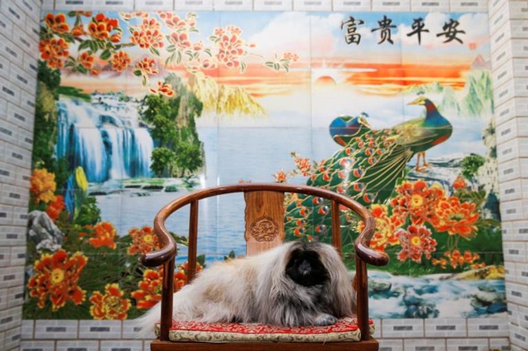 الكلب البكيني الإمبراطوري 