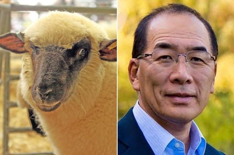 العلماء يهدفون إلى إنتاج خراف يمكنها أن تتبرع بالأعضاء للبشر زرع أعضاء بشرية داخل الخراف