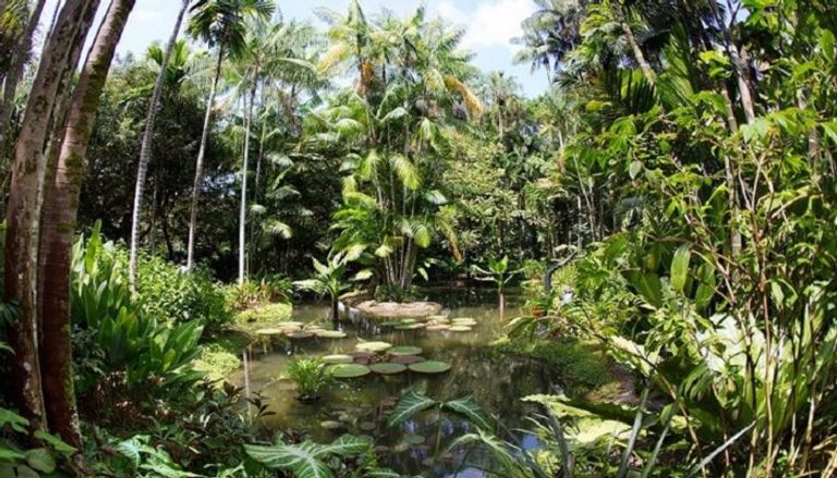حديقة سنغافورة النباتية Singapore Botanic Gardens السياحة في سنغافورة تتميز بالتنوع