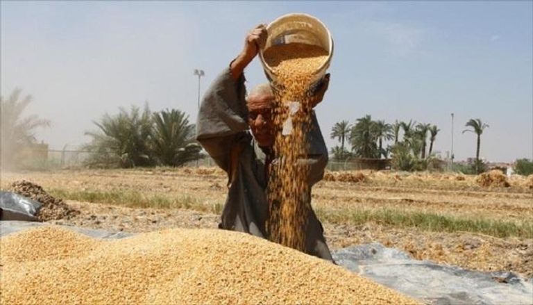 مصر أكبر مستهلك للقمح في العالم