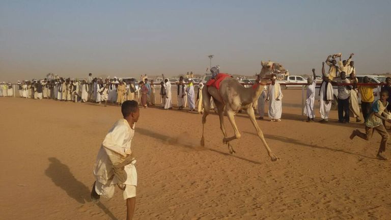 مهرجان الهجن بالسودان من فعاليات سباق الهجن بالسودان
