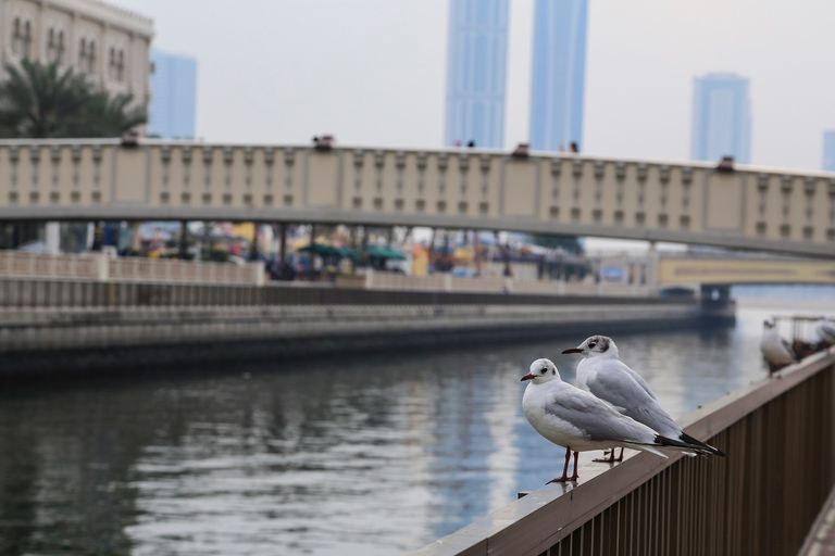 "القصباء" تجربة ترفيهية استثنائية 