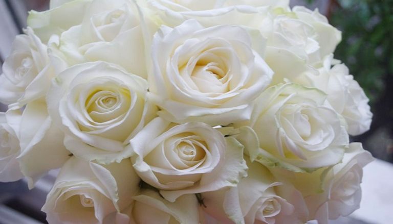 الورد الأبيض.. سلام ووفاء