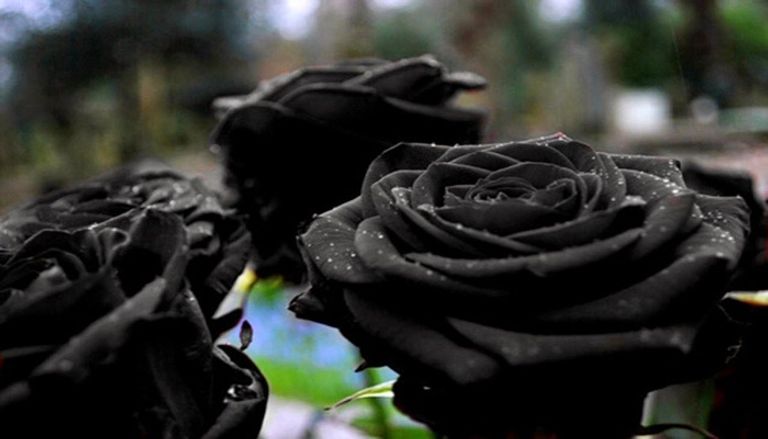 الورد الأسود.. رمز الحزن