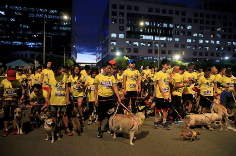 "بت اكسبرس دوجي رن" سباق للكلاب لجمع تبرعات