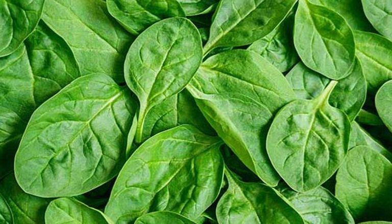 السبانخ التغذية السليمة تساعد على دعم مناعة الأطفال