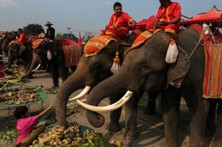  الاحتفال باليوم الوطني للفيل في تايلاند