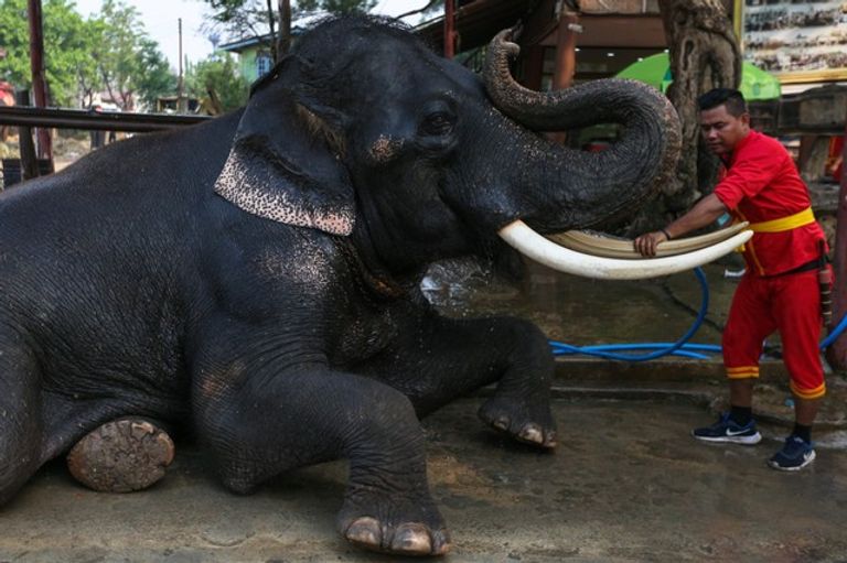 الاستعدادات لليوم الوطني للفيل في تايلاند