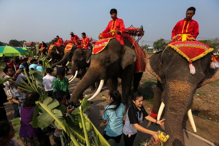 تساهم النساء والأطفال في إطعام الفيلة في الساحات