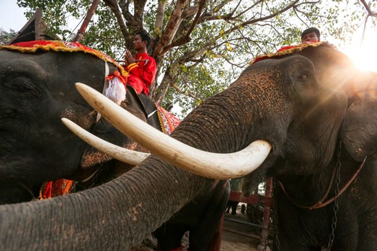 الفيلة تمثل إرثاً وطنياً في تايلاند