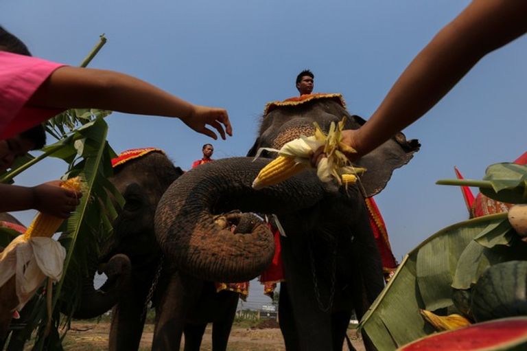 إطعام الفيلة في الساحات