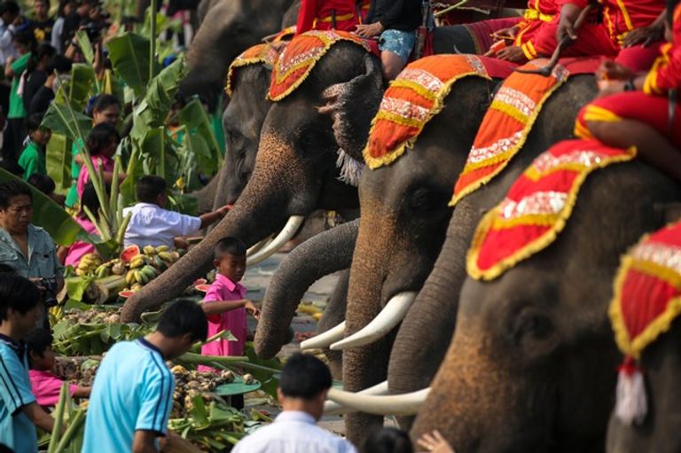 يطعم الصغار الفاكهة للفيلة 