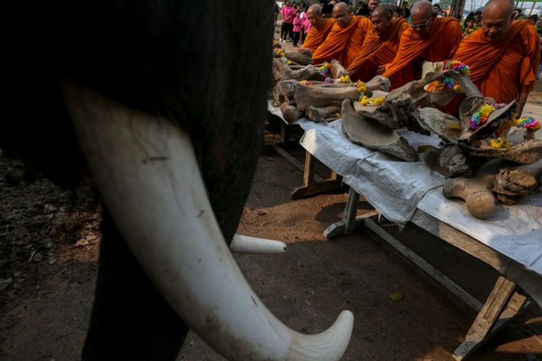 تزيين الأفيال استعداداً للاحتفال