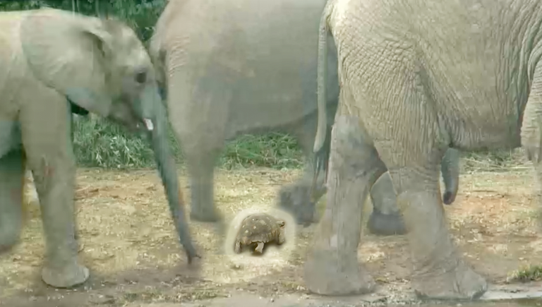 السلحفاة تحت أقدام الفيلة قطيع الأفيال يتفادى السلحفاة