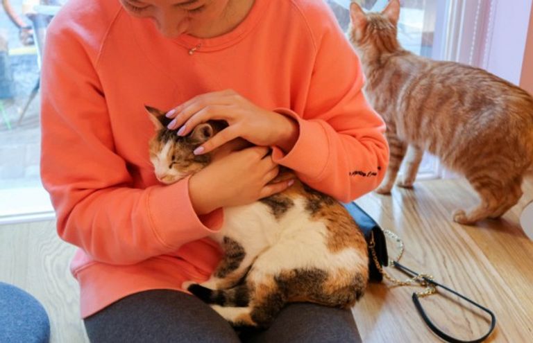 مقهى القطط في شنغهاي