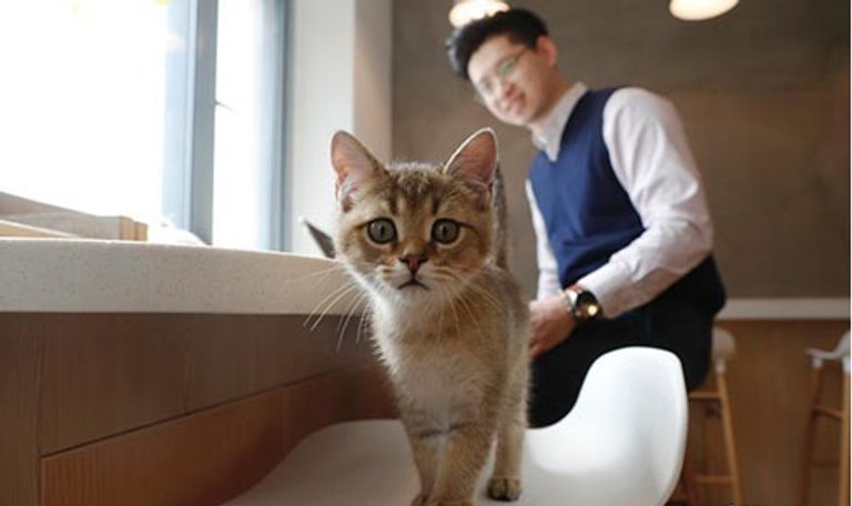 مقهى القطط في شنغهاي