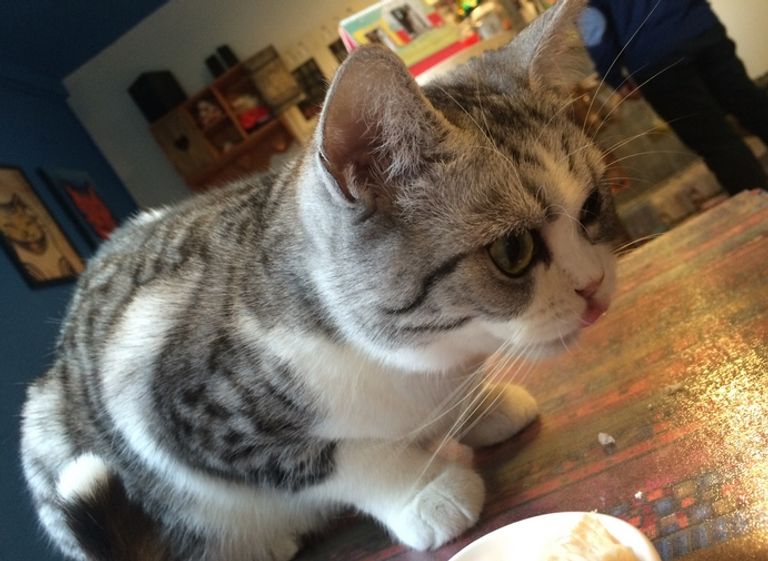 مقهى القطط في شنغهاي