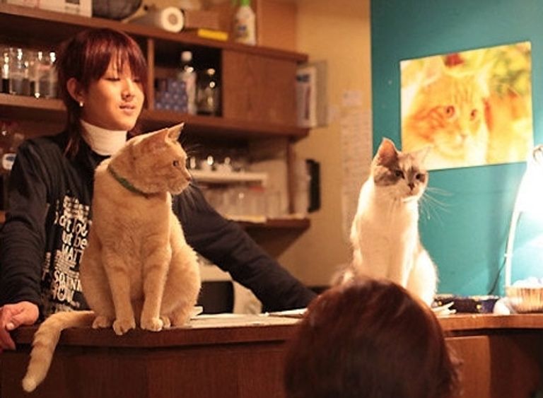 مقهى القطط في شنغهاي