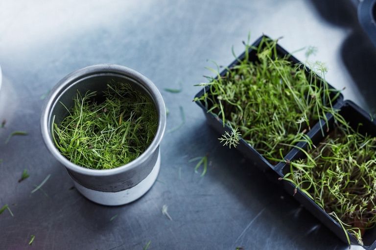 آيس كريم الأعشاب