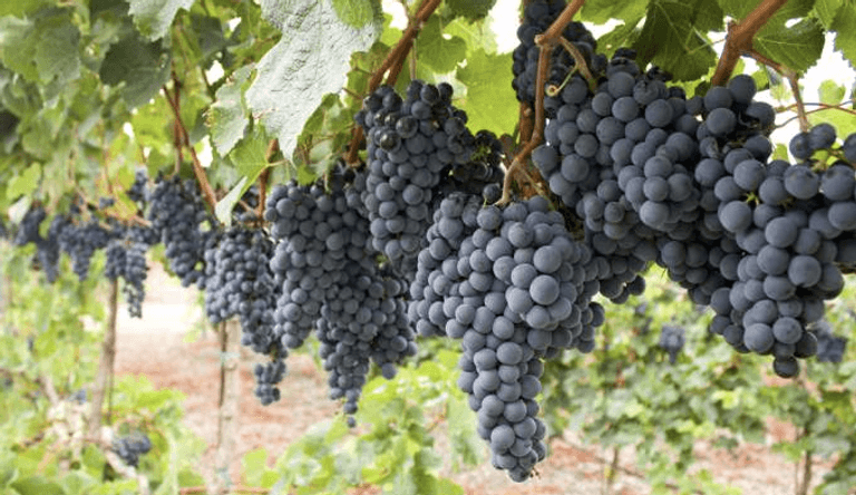 العنب البري أفضل ٧ أطعمة تعزيز الذكاء