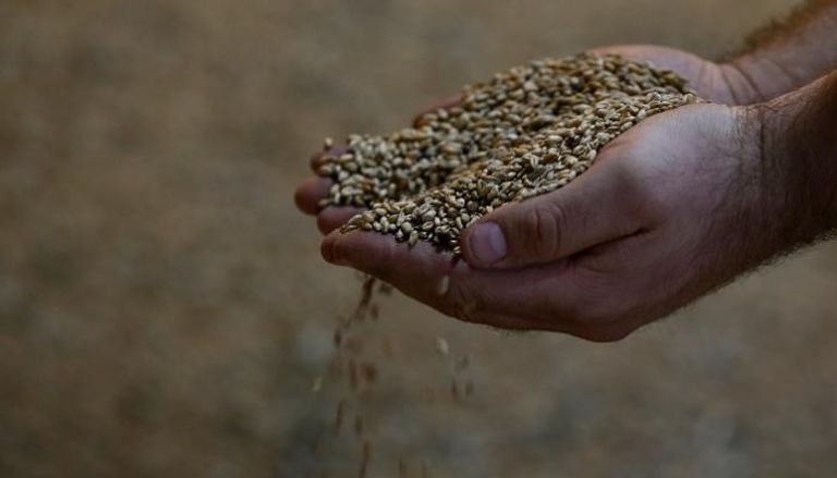 القمح المحلي في مصر يغطي نحو 60% من الاستهلاك