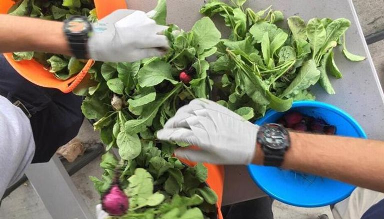مستشفى يزرع خضراوات لتوفير طعام صحي للمرضى
