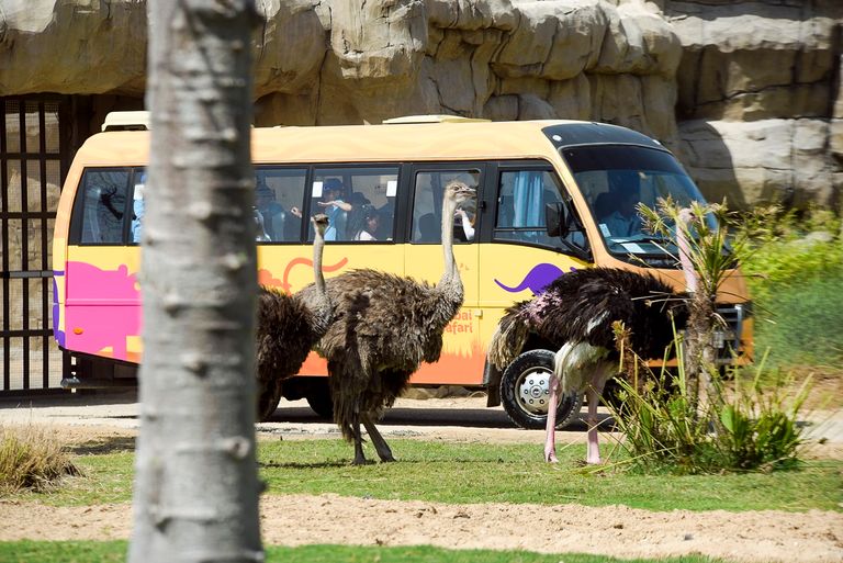 سفاري دبي متعة ومعرفة أكبر بعالم الحيوان