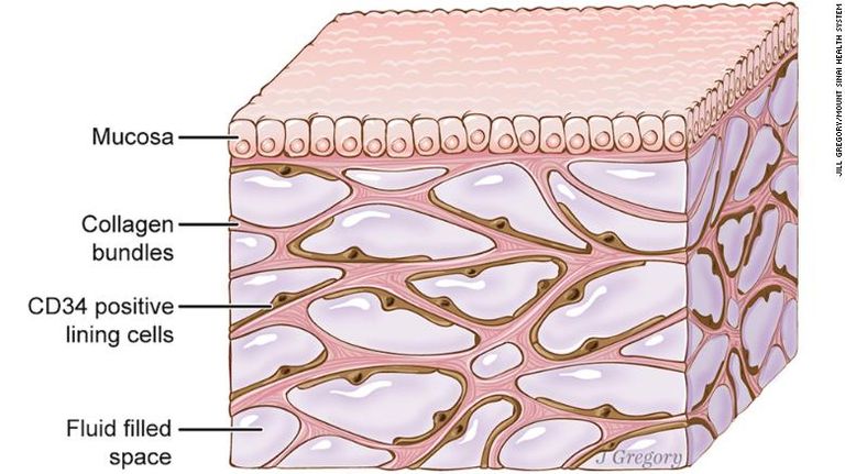 "العضو الجديد" يشكل 20 ٪ من حجم الجسد