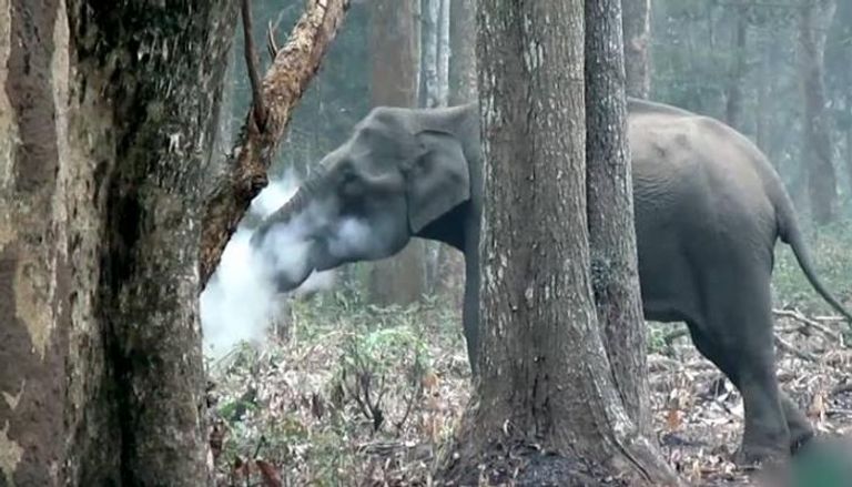 الفيل المدخن ينتشر على الإنترنت ووسائل الإعلام العالمية