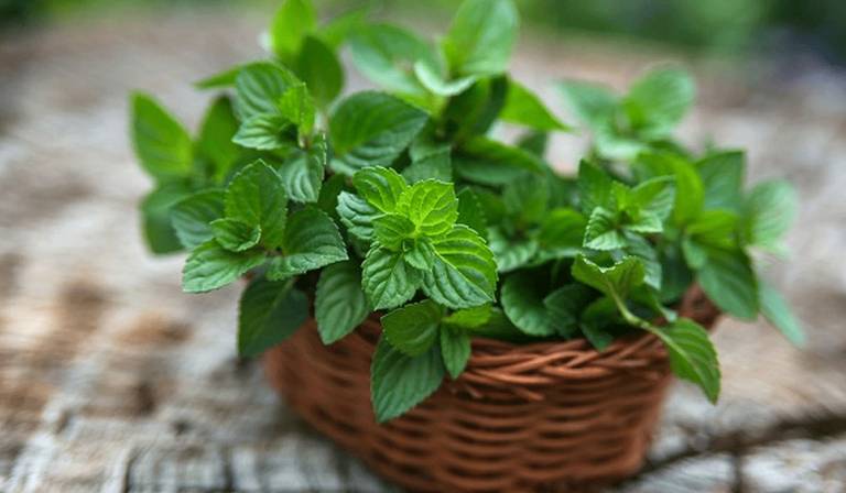 فقدان الشهية هو عدم الرغبة في تناول الطعام