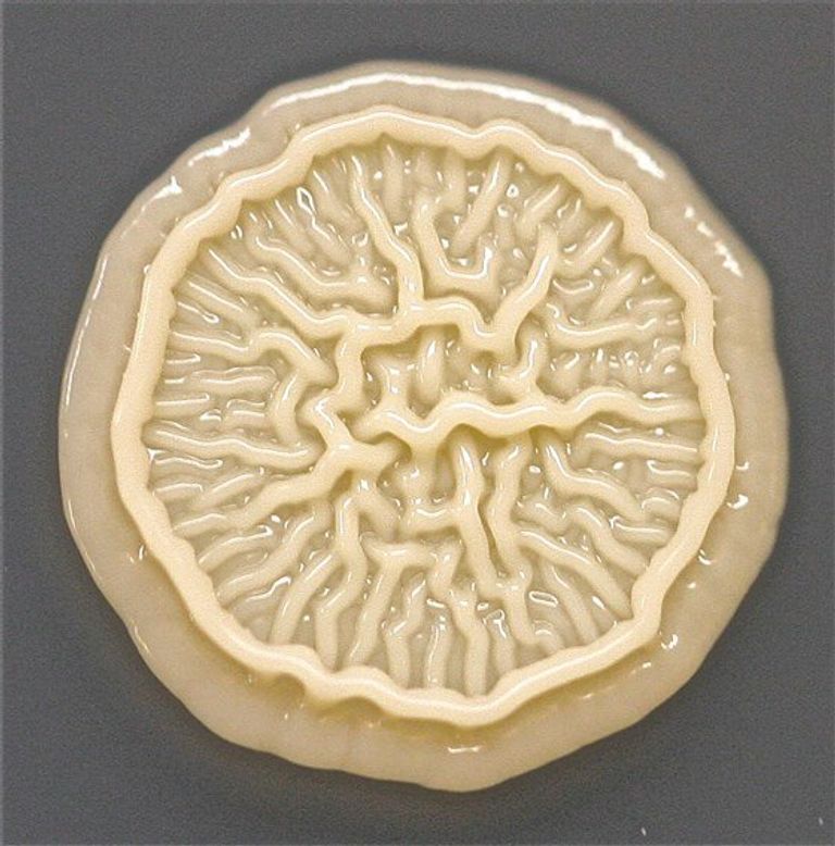  الجراثيم تعيش على يد الطفل العادي