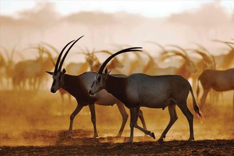 شعار وزارة التغير المناخي والبيئة