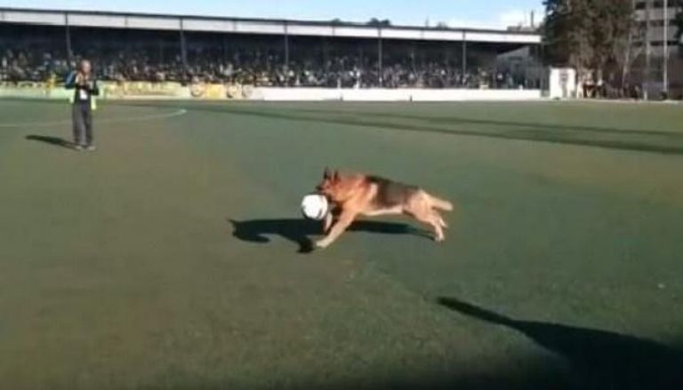 كلب يقتحم ملعب مباراة الحراش وبارادو 