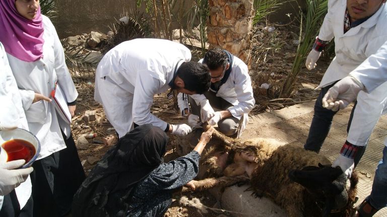 روتاري مصر يطلق قافلة بيطرية 