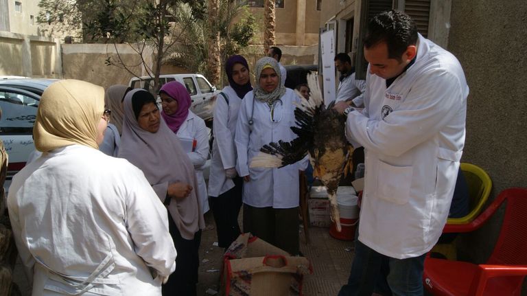 روتاري مصر يطلق قافلة بيطرية 