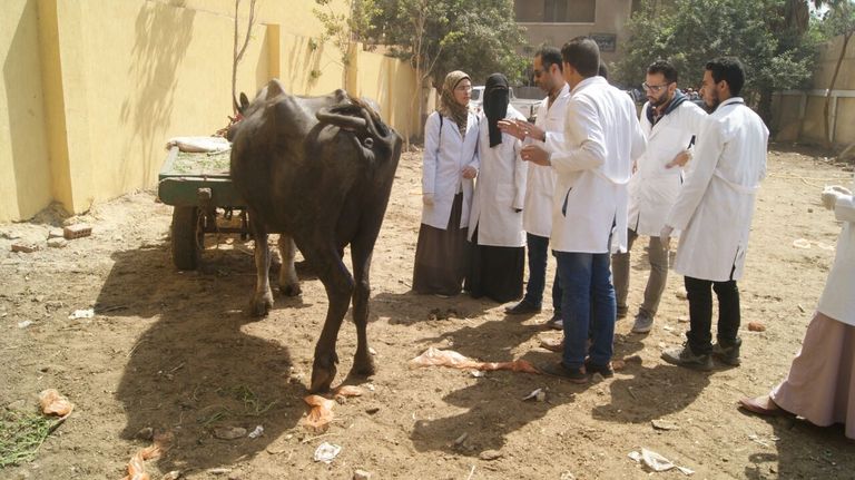 روتاري مصر يطلق قافلة بيطرية 