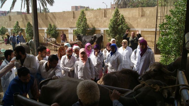 روتاري مصر يطلق قافلة بيطرية 