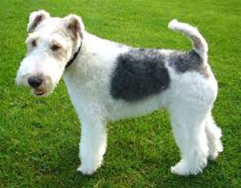 كلب وير فوكس ترير